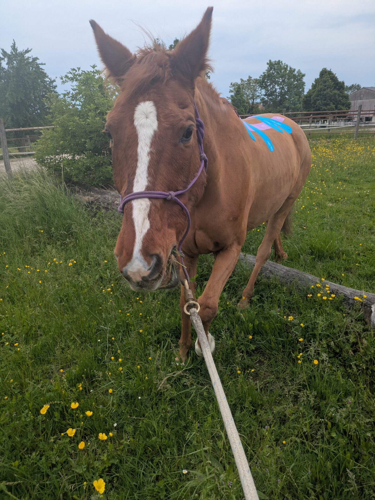 Cheval et cavalière lors d'une séance en extérieur près de Genève