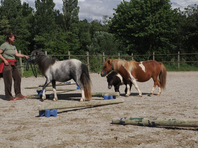 Les Minis — photo 3
