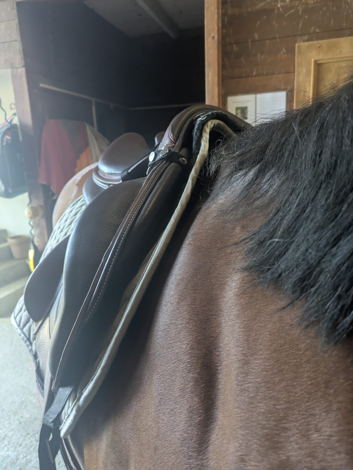 Vérification de l'adaptation d'une selle sur le dos d'un cheval