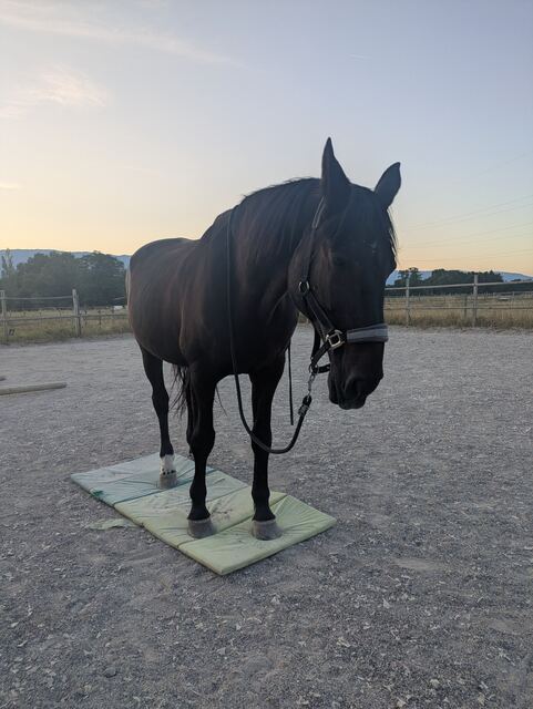 Cheval sur tapis d'équilibre